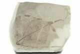 Eocene Fossil Leaf (Populus & Mimosites) Plate - Utah #356145-1